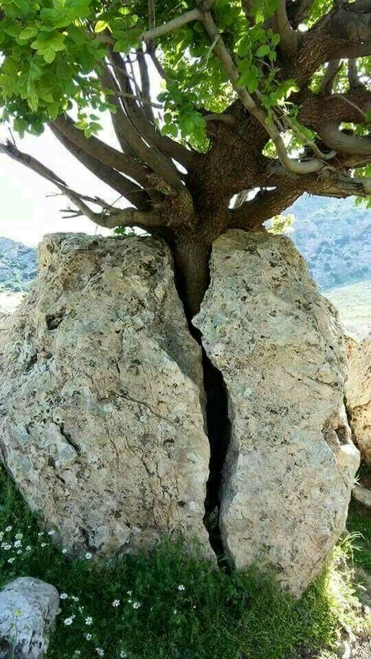 A tree splits the rock/boulder in two.